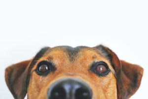 Blocked ears dog image